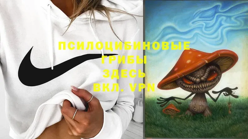 Галлюциногенные грибы Psilocybe  даркнет сайт  Зеленогорск 